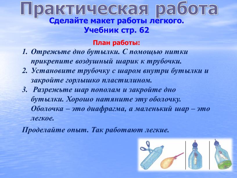 Практическая работа Сделайте макет работы легкого