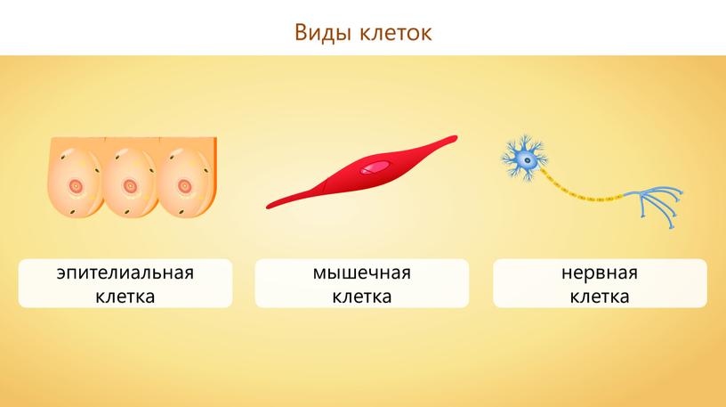 Виды клеток эпителиальная клетка мышечная клетка нервная клетка