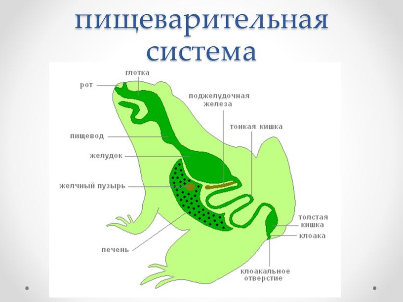 пищеварительная система