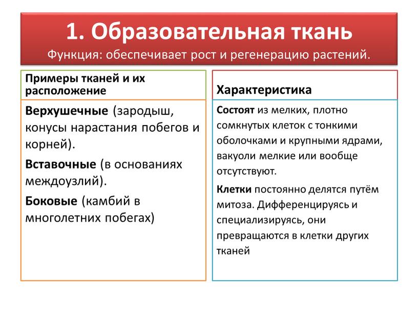 Образовательная ткань Функция: обеспечивает рост и регенерацию растений