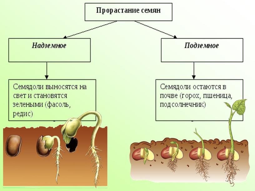 Презентация к уроку "Семя, его строение. Условия прорастания семян"