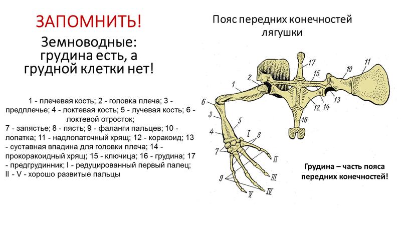 Пояс передних конечностей лягушки