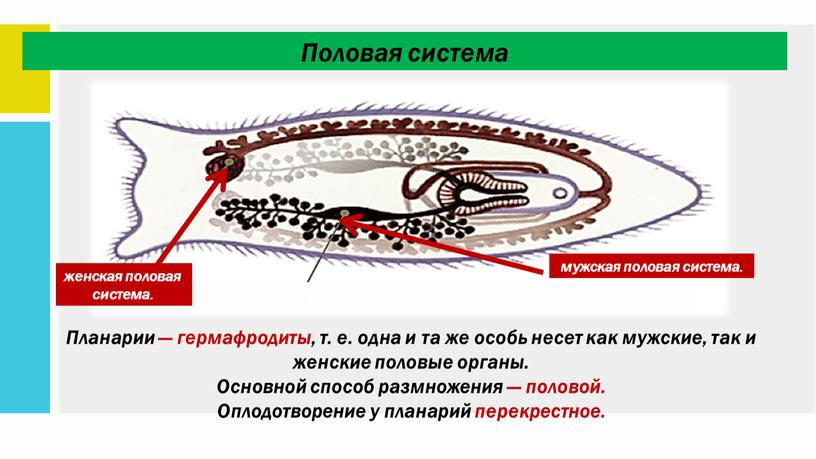 Планарии — гермафродиты, т. е. одна и та же особь несет как мужские, так и женские половые органы