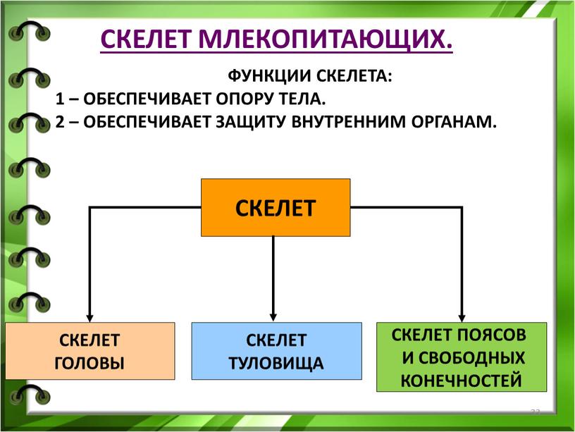 СКЕЛЕТ МЛЕКОПИТАЮЩИХ. ФУНКЦИИ