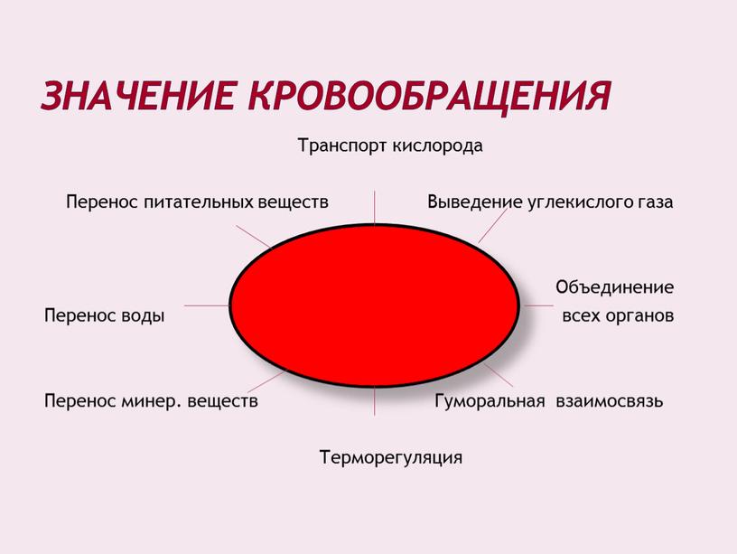 Значение кровообращения