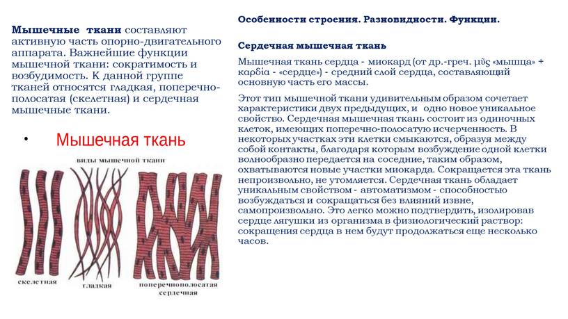 Мышечные ткани составляют активную часть опорно-двигательного аппарата