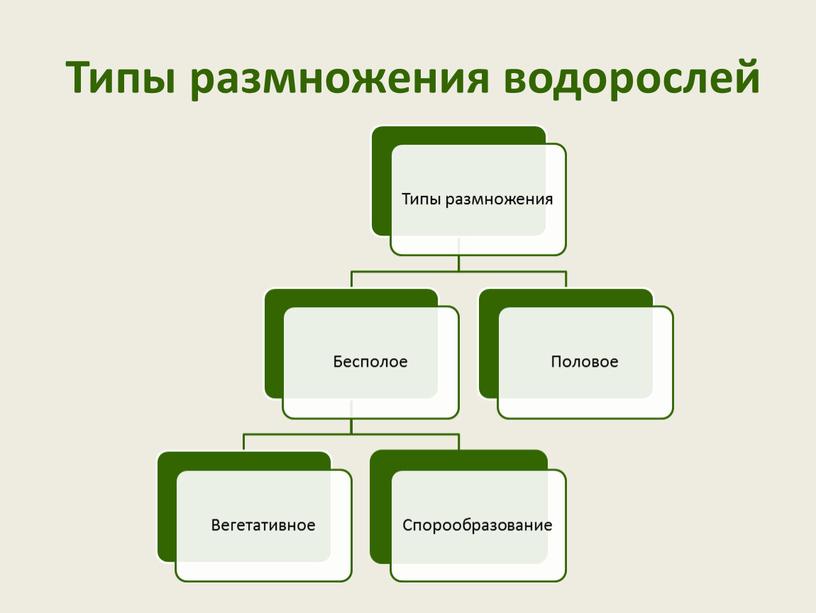 Типы размножения водорослей