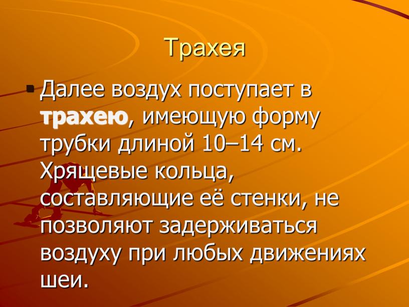 Трахея Далее воздух поступает в трахею , имеющую форму трубки длиной 10–14 см