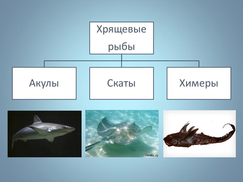 Презентация по биологии "Хрящевые рыбы" 7 класс