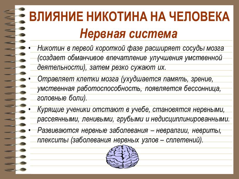 Нервная система Никотин в первой короткой фазе расширяет сосуды мозга (создает обманчивое впечатление улучшения умственной деятельности), затем резко сужают их