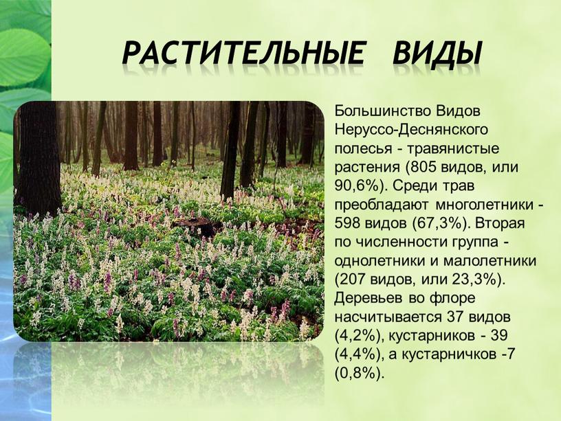 Большинство Видов Неруссо-Деснянского полесья - травянистые растения (805 видов, или 90,6%)