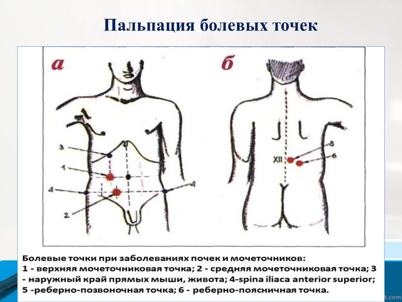 Пальпация болевых точек