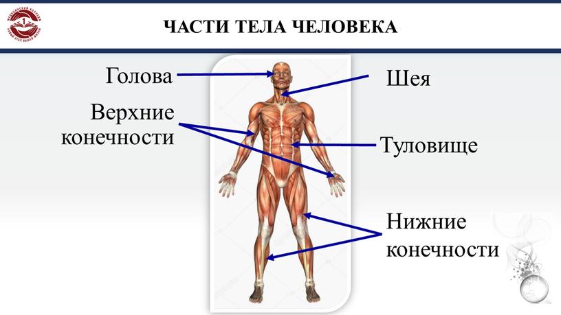 ЧАСТИ ТЕЛА ЧЕЛОВЕКА Голова Шея