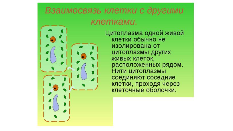 Строение и жизнедеятельность растительной клетки