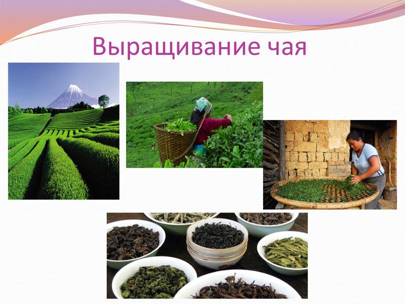 Выращивание чая