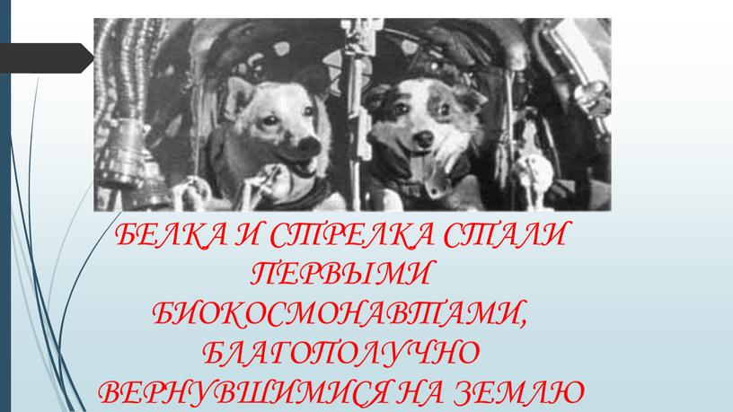 Белка и Стрелка стали первыми биокосмонавтами, благополучно вернувшимися на