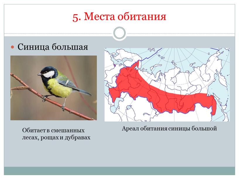 Места обитания Синица большая Ареал обитания синицы большой