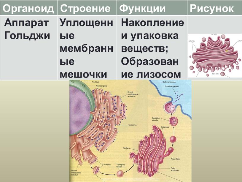 Органоиды клетки список. Строение органоидов. Строение и функции. Органоид и его строение. Органеллы, окруженные мембраной.