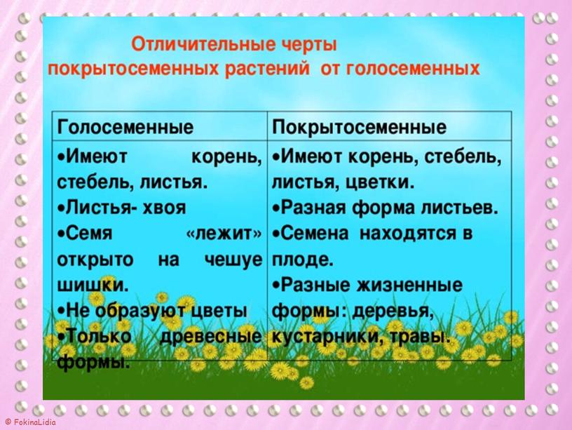 Покрытосеменные растения