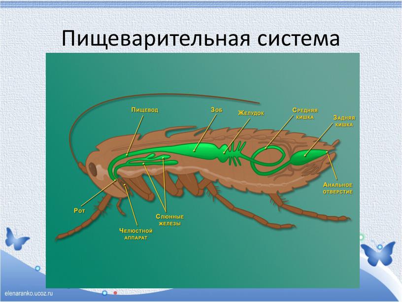 Пищеварительная система