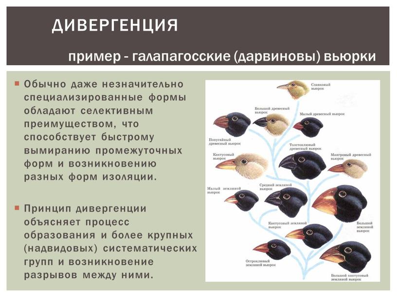 Обычно даже незначительно специализированные формы обладают селективным преимуществом, что способствует быстрому вымиранию промежуточных форм и возникновению разных форм изоляции