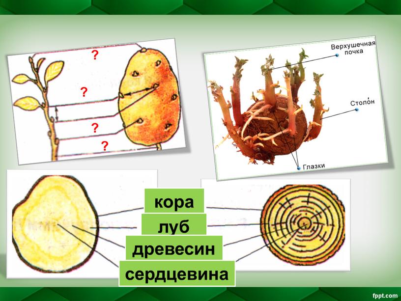 Наличие каких органов у клубня. Видоизменения побегов. Видоизменения побегов 6 класс. Видоизменения побегов презентация. Видоизменения коры.