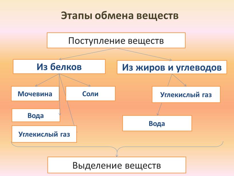 Этапы обмена веществ Из жиров и углеводов