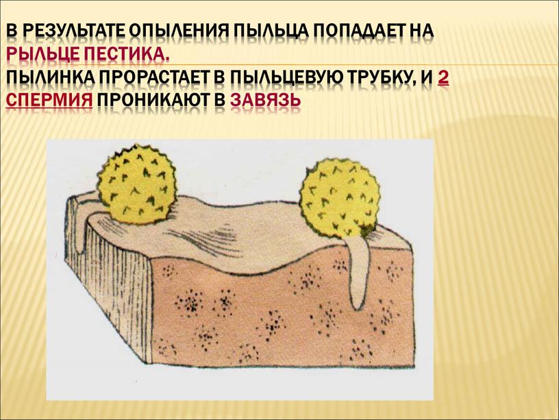 В результате опыления пыльца попадает на рыльце пестика