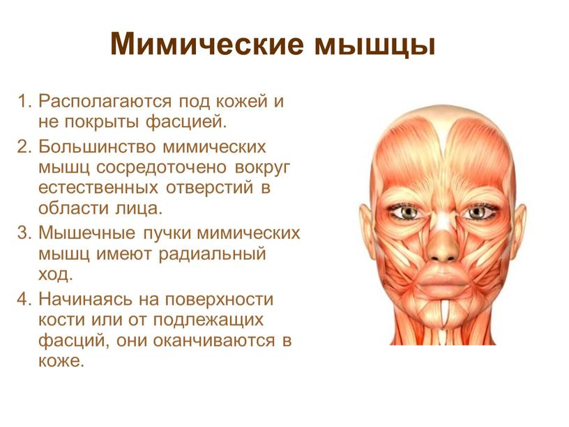 Мимические мышцы 1. Располагаются под кожей и не покрыты фасцией