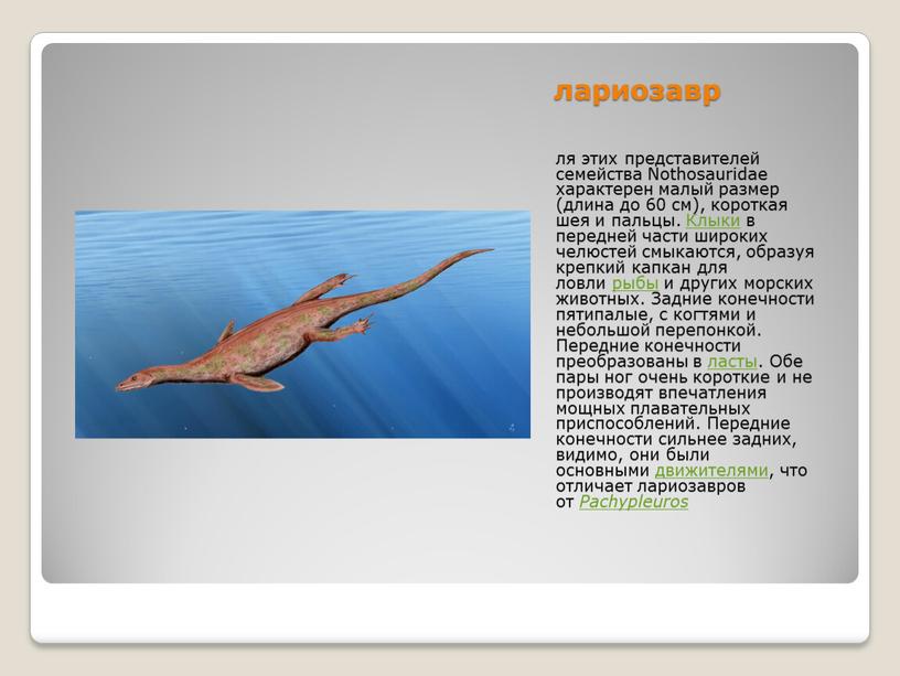 Nothosauridae характерен малый размер (длина до 60 см), короткая шея и пальцы