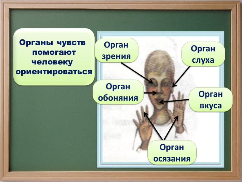 Органы чувств 3 класс презентация школа россии