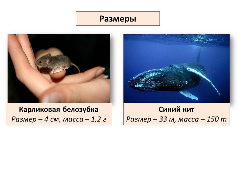 Размеры Карликовая белозубка Размер – 4 см, масса – 1,2 г