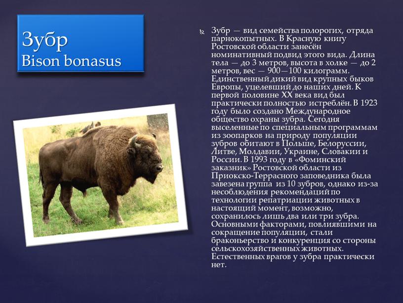 Зубр Bison bonasus Зубр — вид семейства полорогих, отряда парнокопытных