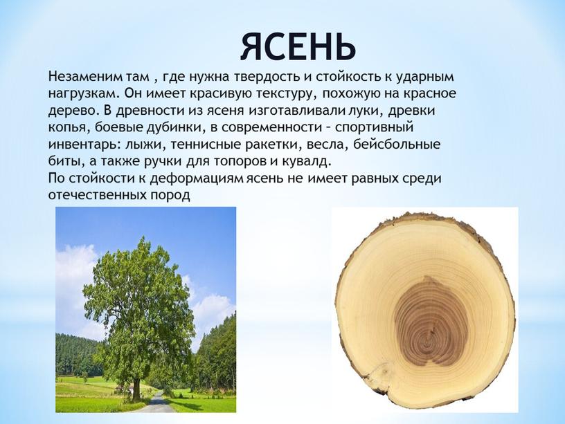 ЯСЕНЬ Незаменим там , где нужна твердость и стойкость к ударным нагрузкам