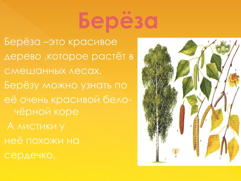 Берёза Берёза –это красивое дерево ,которое растёт в смешанных лесах