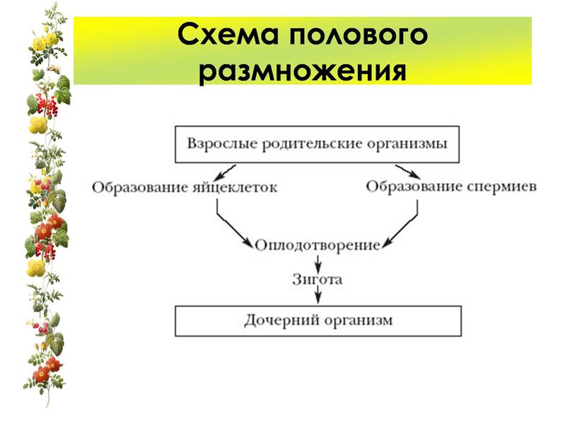 "Размножение и оплодотворение растений"