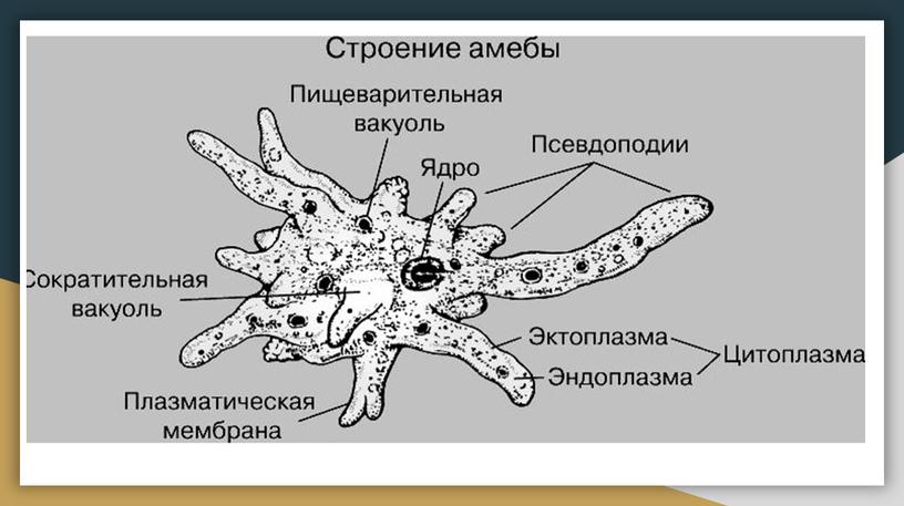 Царство Животные. Общая характеристика. Одноклеточные. Кишечнополостные