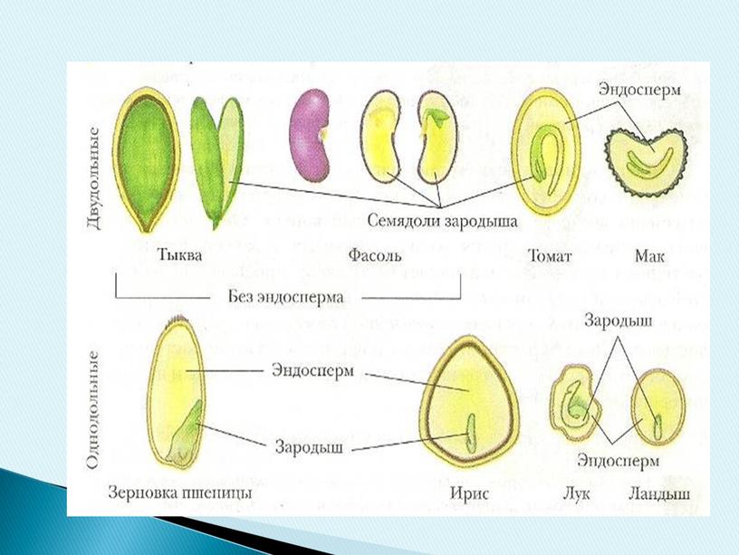 Презентация на тему "Плоды и семена" (6 класс, биология)