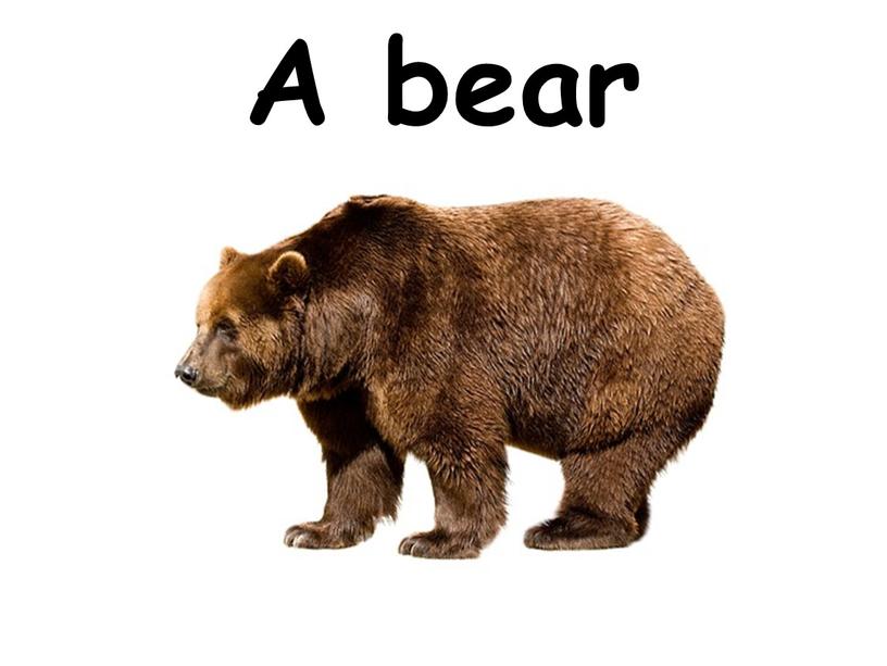 A bear