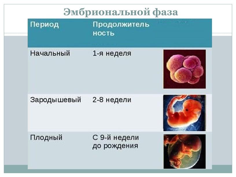 Эмбриональной фаза