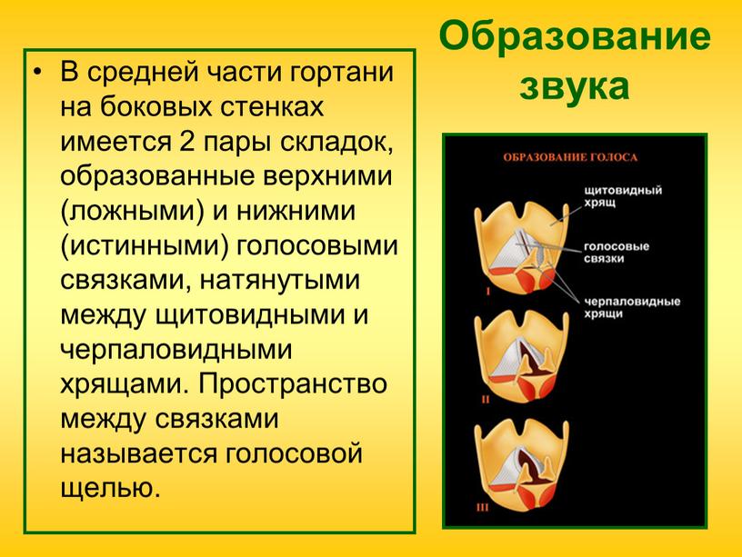 Образование звука В средней части гортани на боковых стенках имеется 2 пары складок, образованные верхними (ложными) и нижними (истинными) голосовыми связками, натянутыми между щитовидными и…