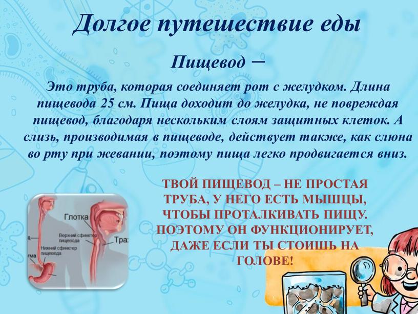 Твой пищевод – не простая труба, у него есть мышцы, чтобы проталкивать пищу