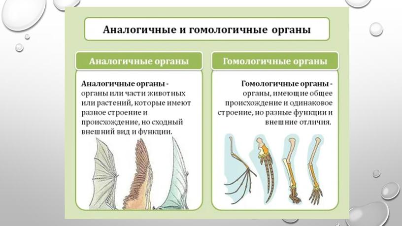 Введение в сравнительную анатомию позвоночных