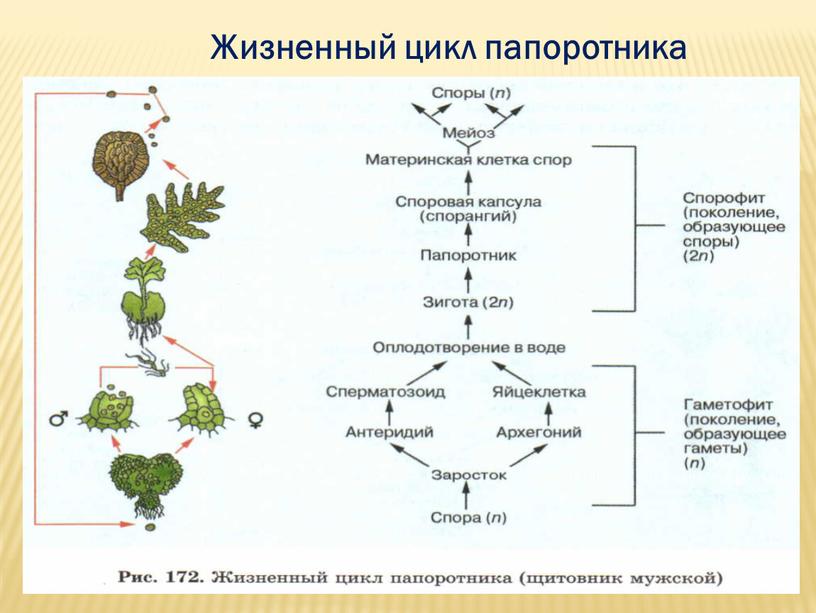 Жизненный цикл папоротника