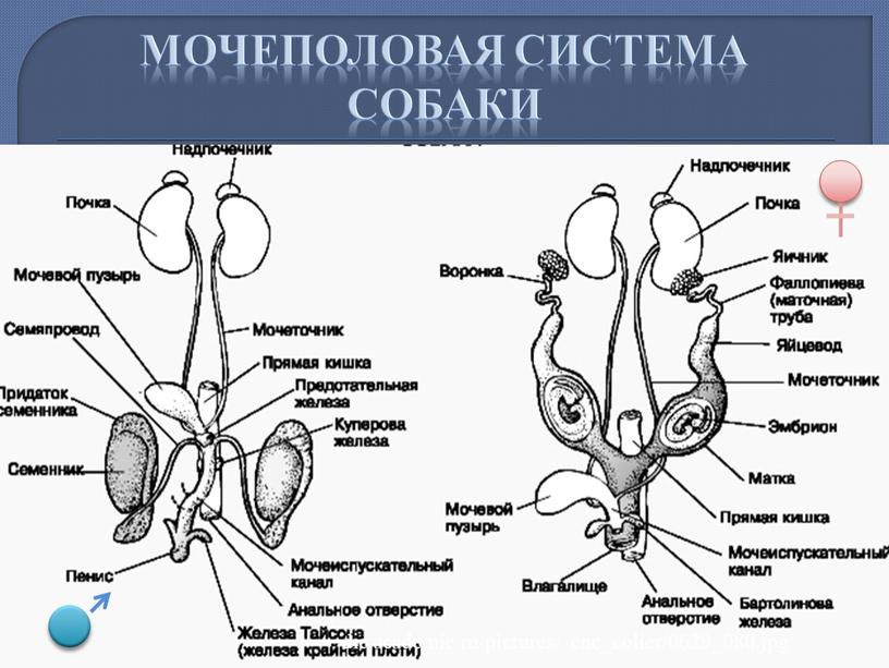 Мочеполовая система собаки dic