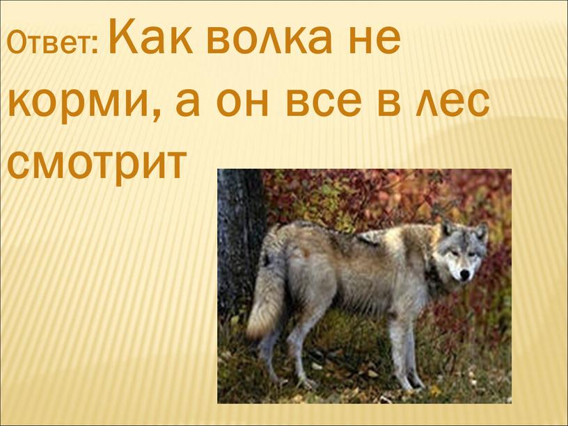 Ответ: Как волка не корми, а он все в лес смотрит