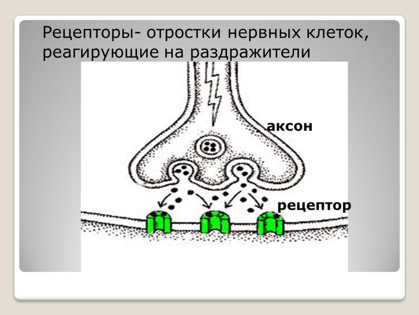Рецепторы- отростки нервных клеток, реагирующие на раздражители