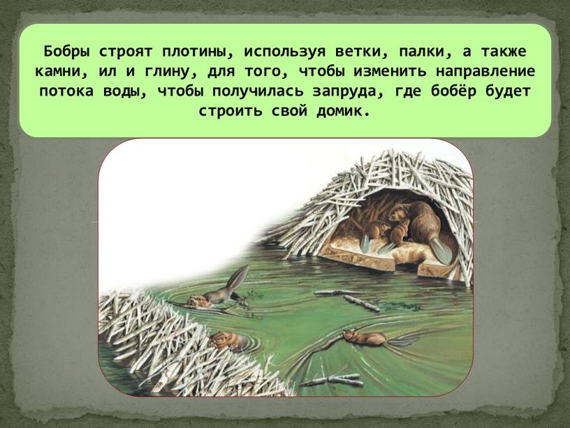 Бобры строят плотины, используя ветки, палки, а также камни, ил и глину, для того, чтобы изменить направление потока воды, чтобы получилась запруда, где бобёр будет…