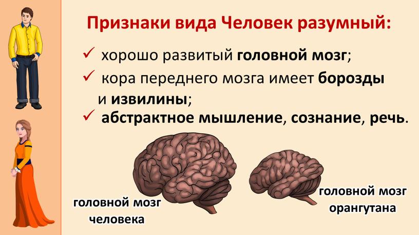 Признаки вида Человек разумный: кора переднего мозга имеет борозды и извилины ; головной мозг человека головной мозг орангутана абстрактное мышление , сознание , речь