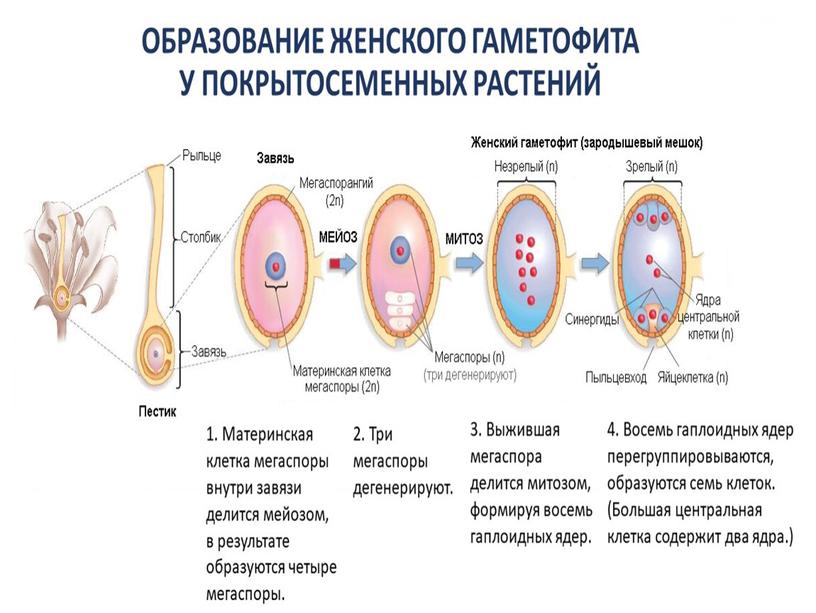 Подготовка к ЕГЭ по биологии.Жизненные циклы растений (теория и задания)